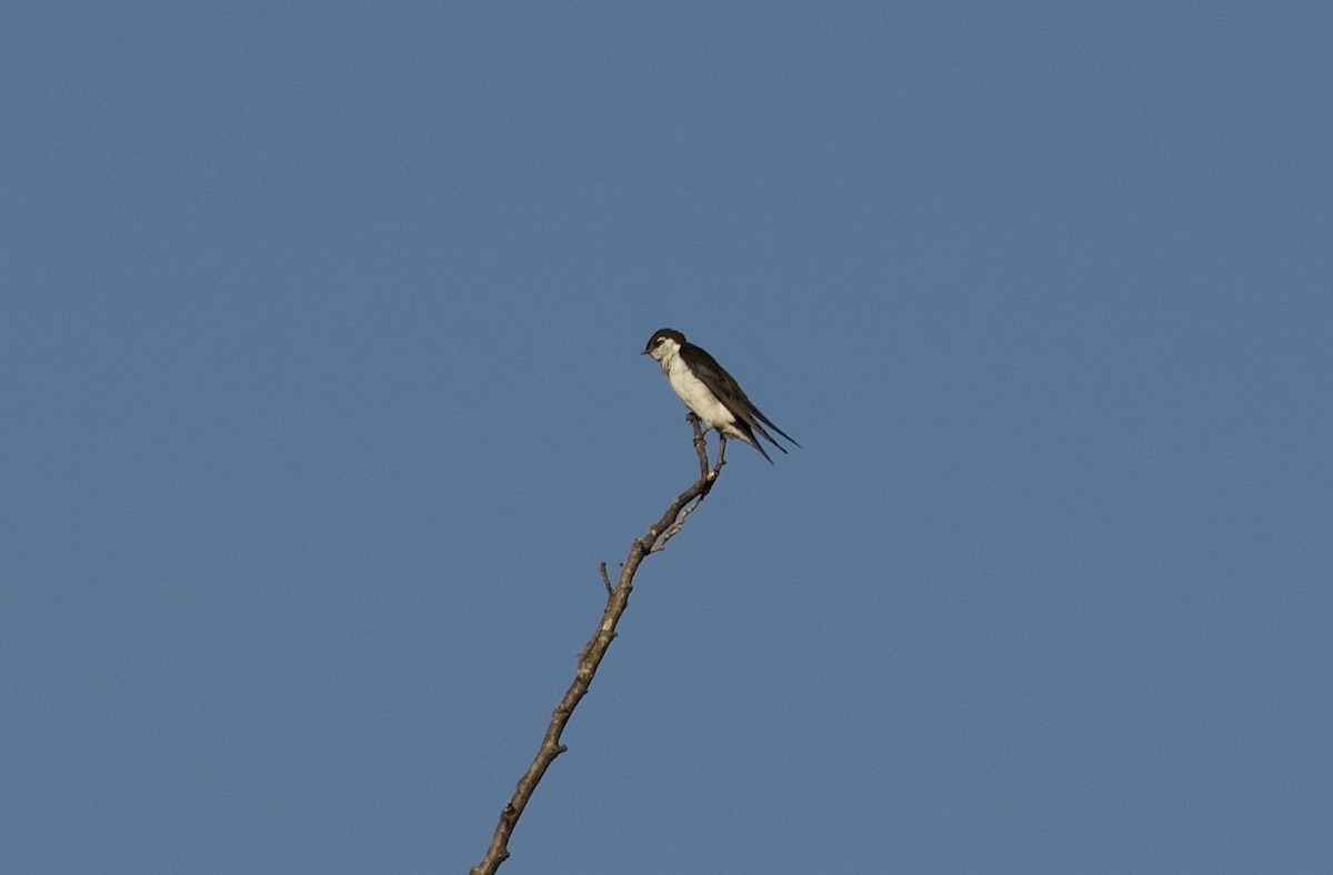 Hirondelle à face blanche - ML636774282