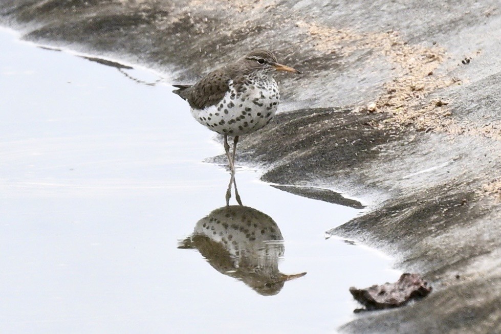 Spotted Sandpiper - ML636774304