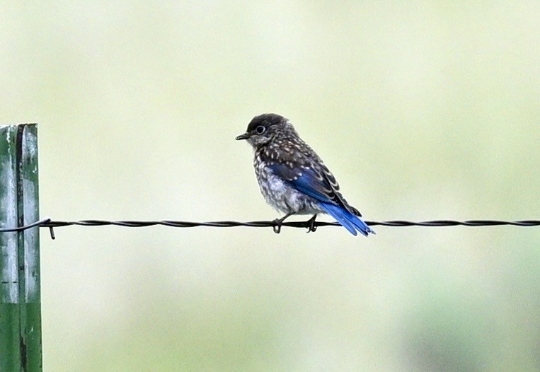 Eastern Bluebird - ML636774329