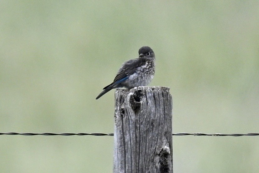 Eastern Bluebird - ML636774330