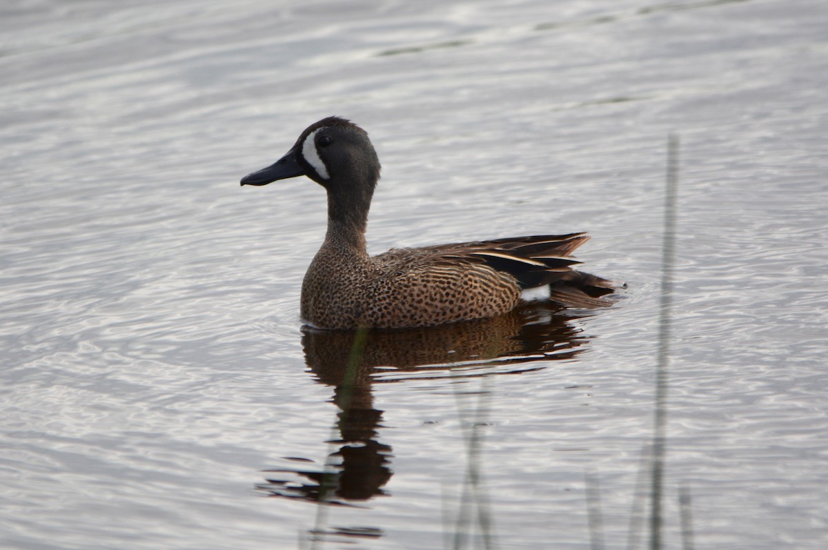 Blue-winged Teal - ML636774387