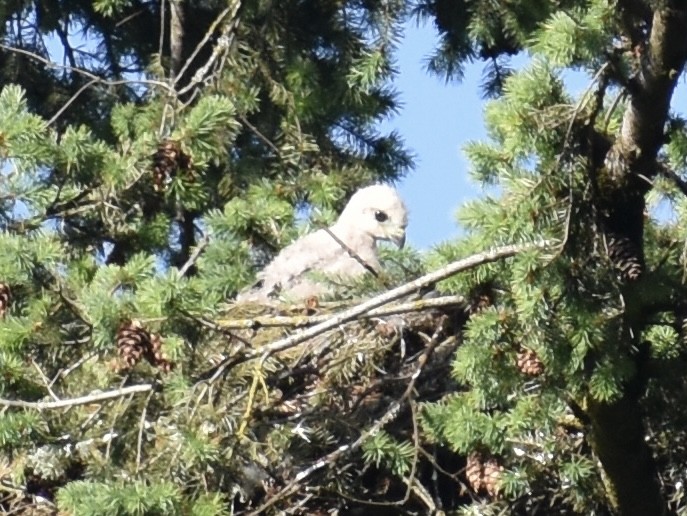Red-tailed Hawk - John S Powell