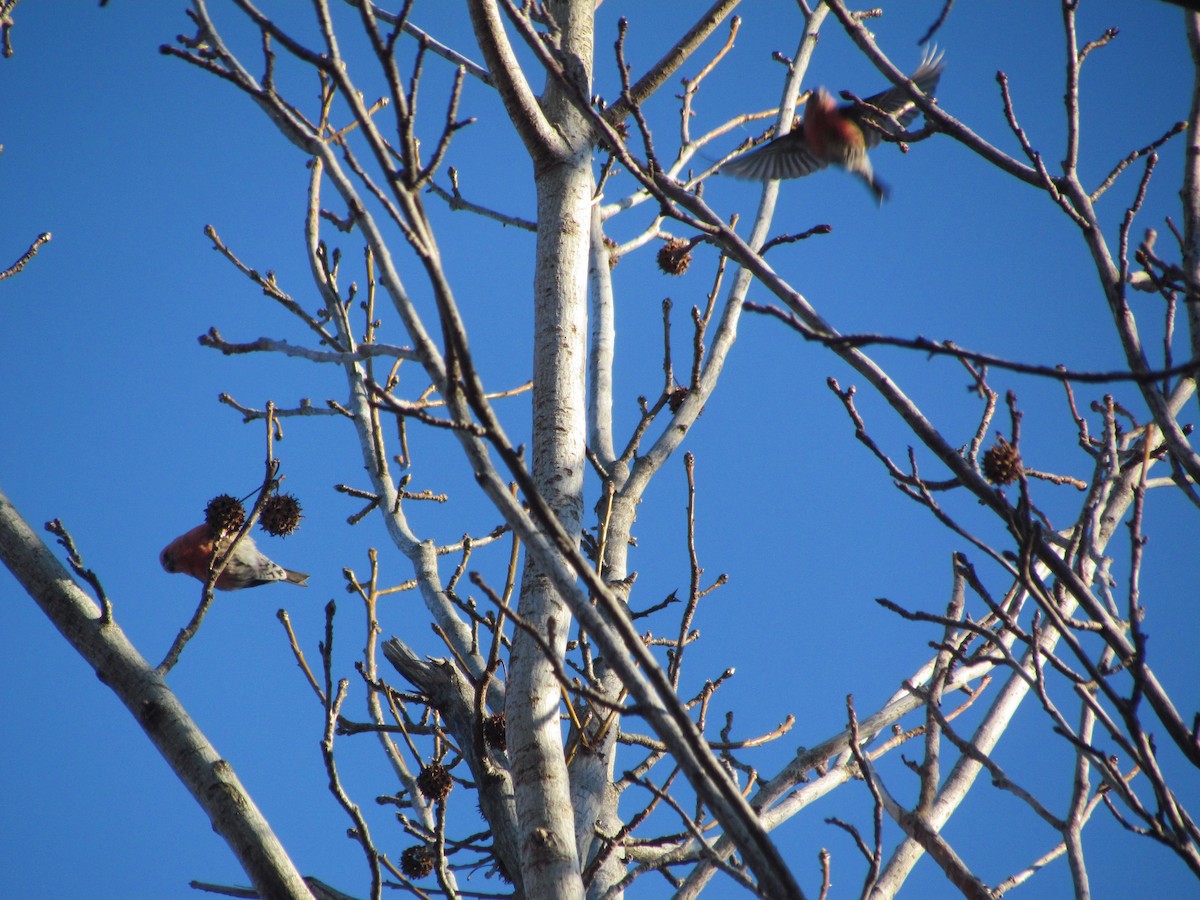White-winged Crossbill - ML636774478