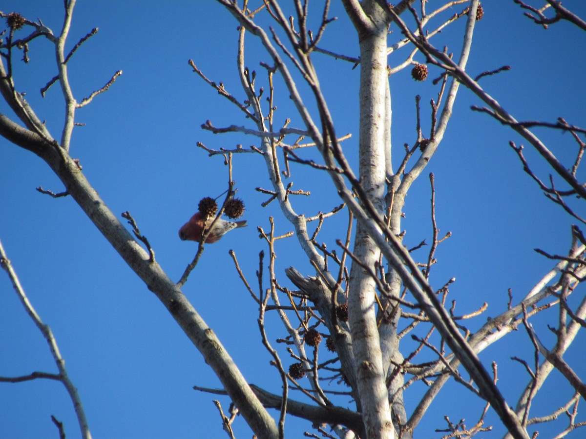 White-winged Crossbill - ML636774480