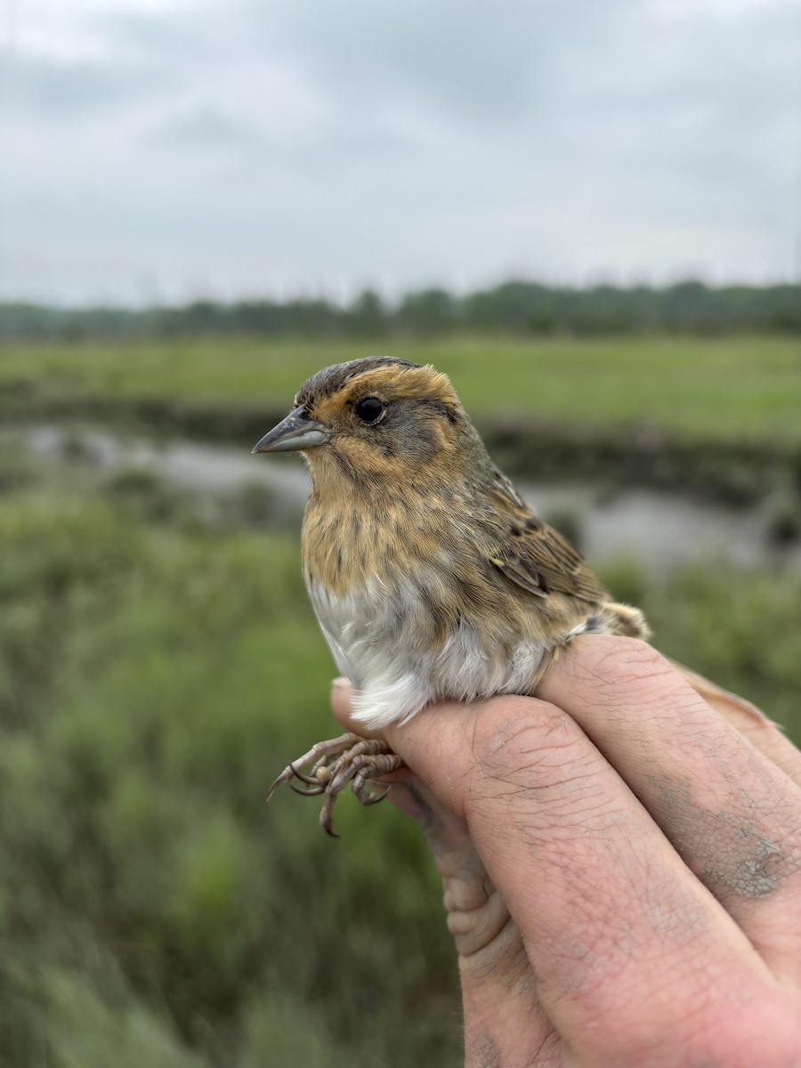 Nelson's Sparrow - ML636774493
