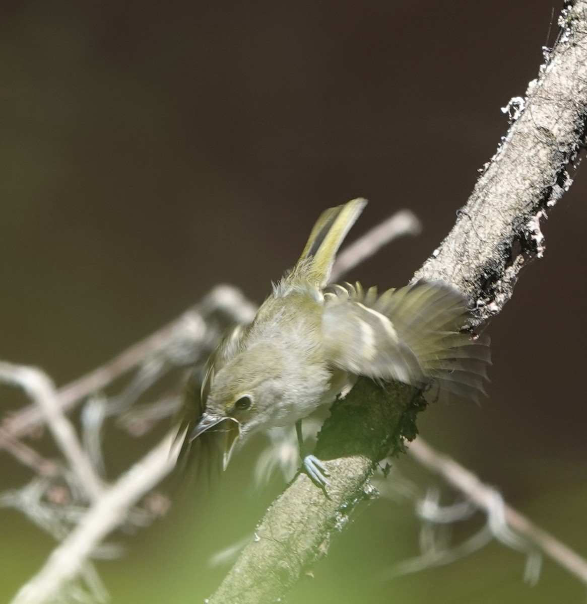 White-eyed Vireo - ML636774516