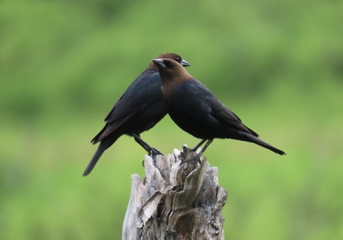 Brown-headed Cowbird - ML636774547