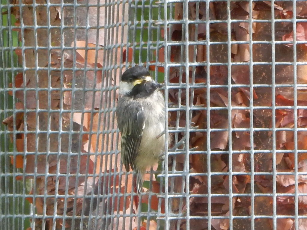 Black-capped Chickadee - ML636774799