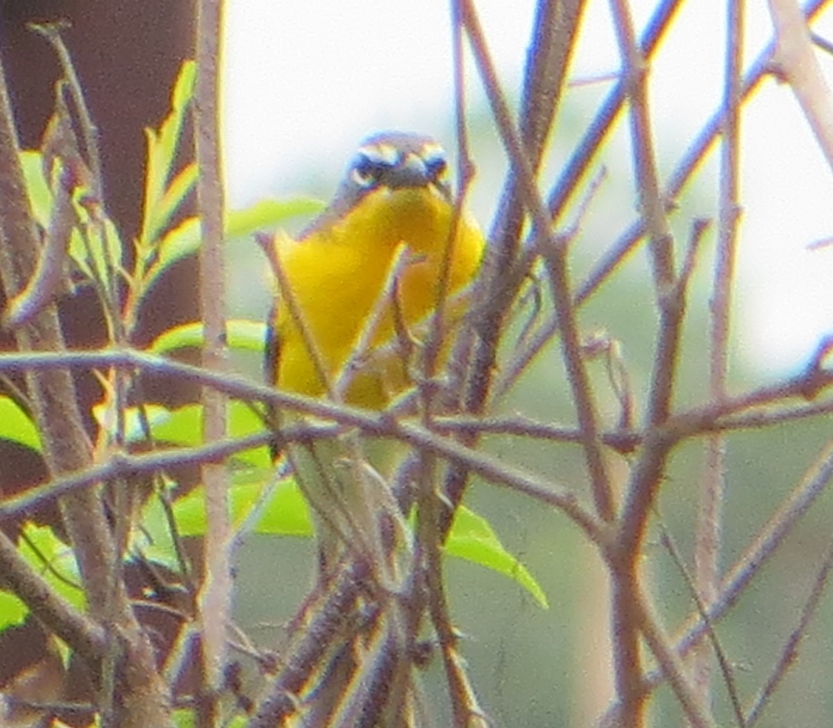 gulbrystparula - ML636774822