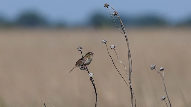 Henslow's Sparrow - ML636774863