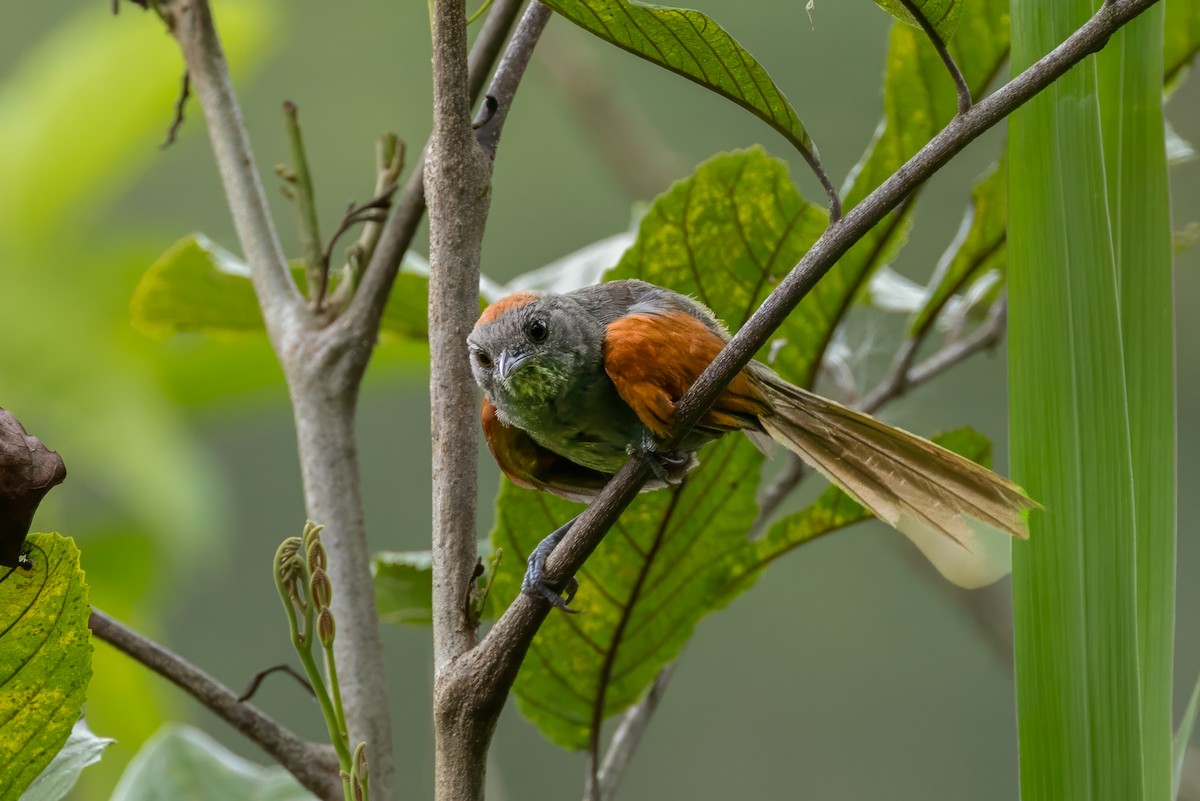 Slaty Spinetail - ML636774919