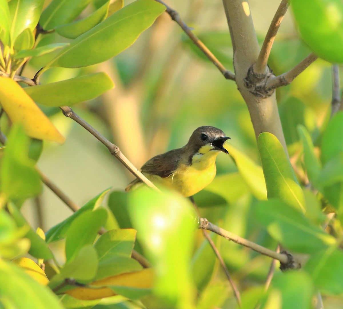 Golden-bellied Gerygone - ML636774959