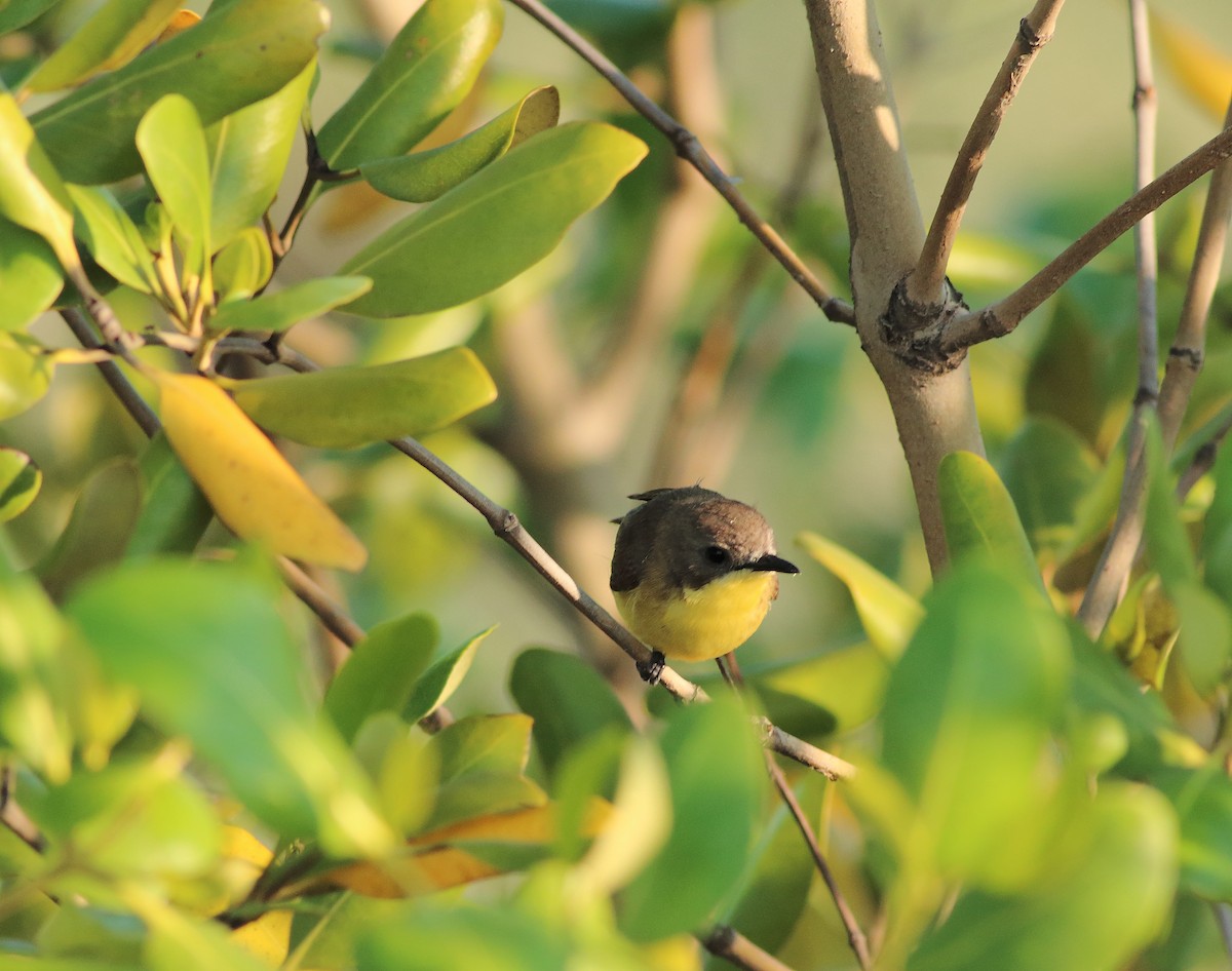 Golden-bellied Gerygone - ML636774960