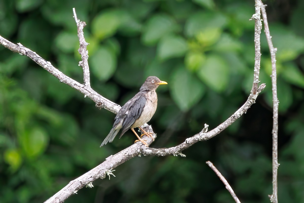 Plumbeous-backed Thrush - ML636775063