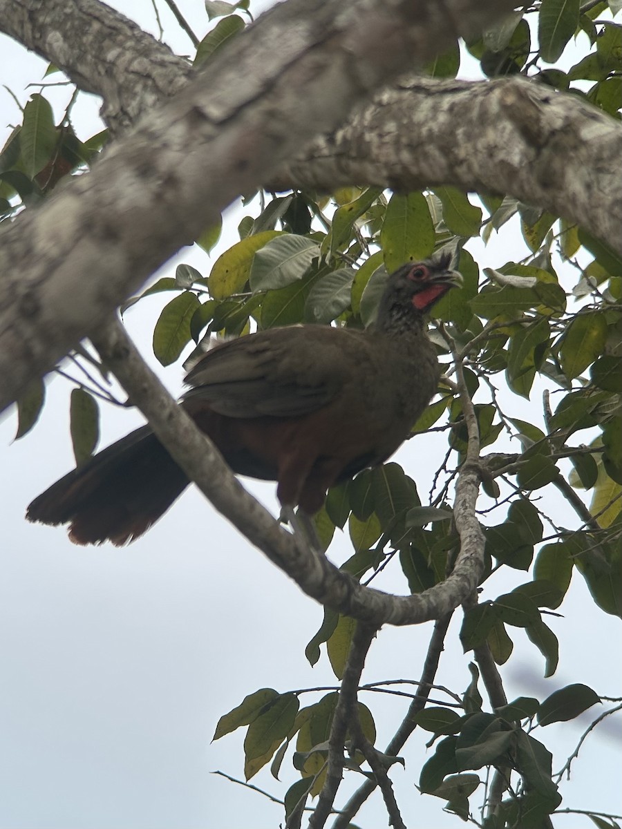 Rufous-bellied Chachalaca - ML636775069