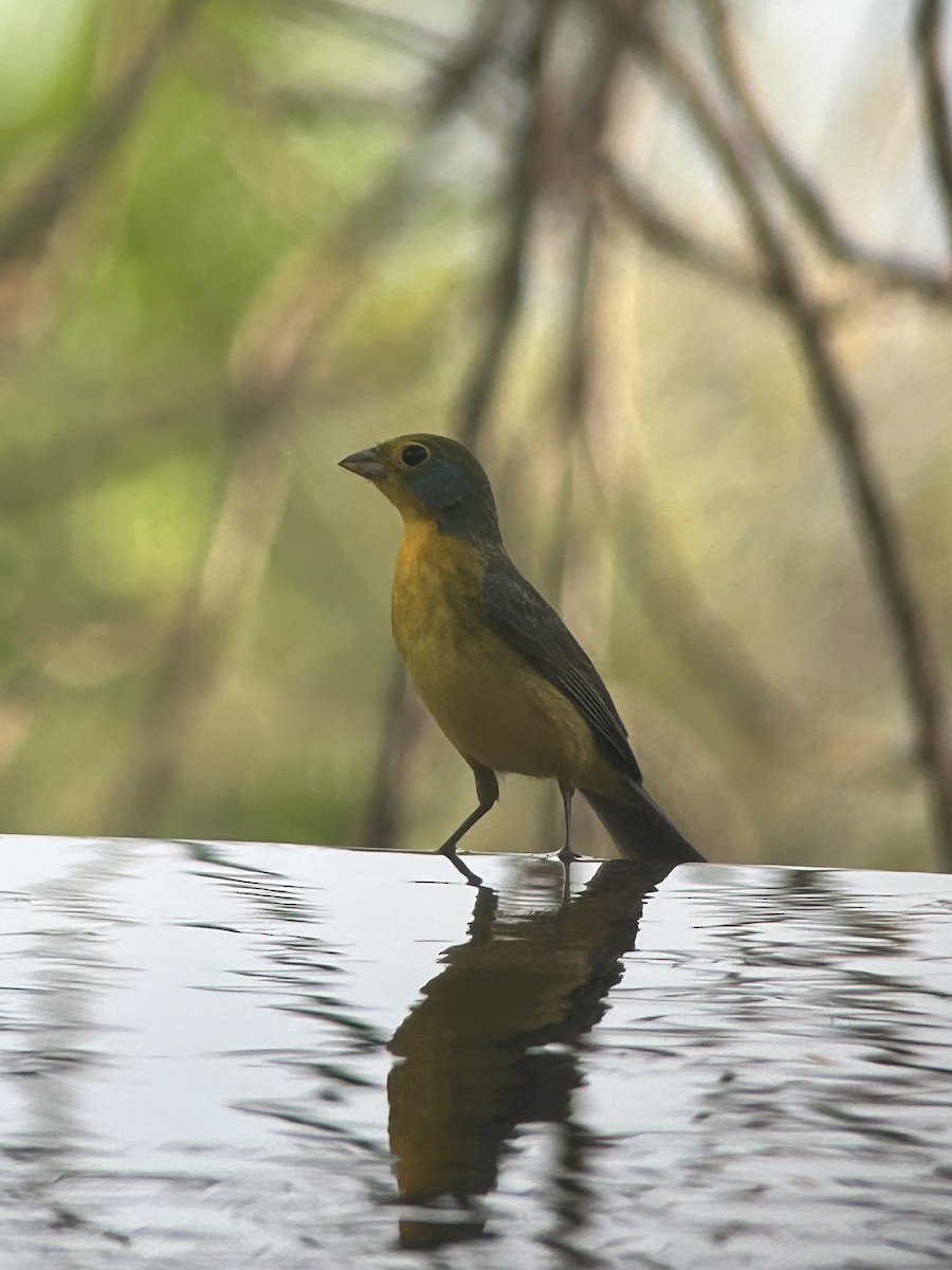 Orange-breasted Bunting - ML636775090