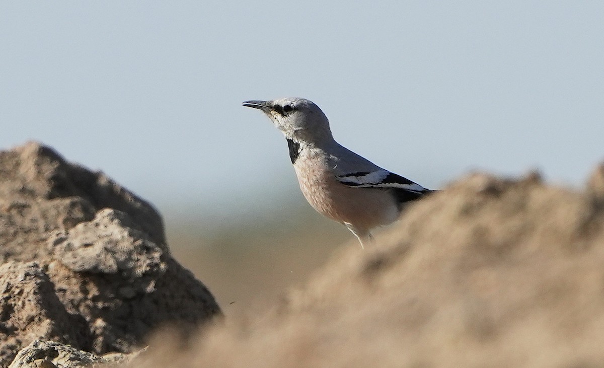 Turkestan Ground-Jay - ML636775092