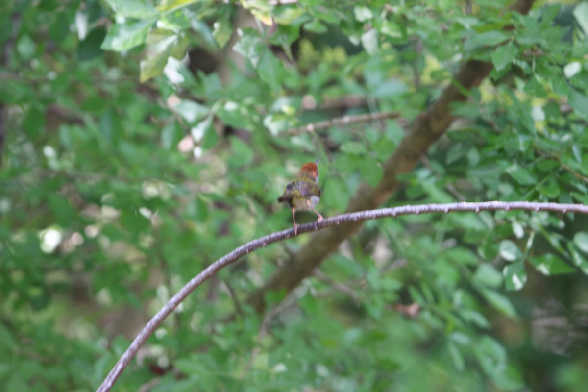 Common Tailorbird - ML636775125