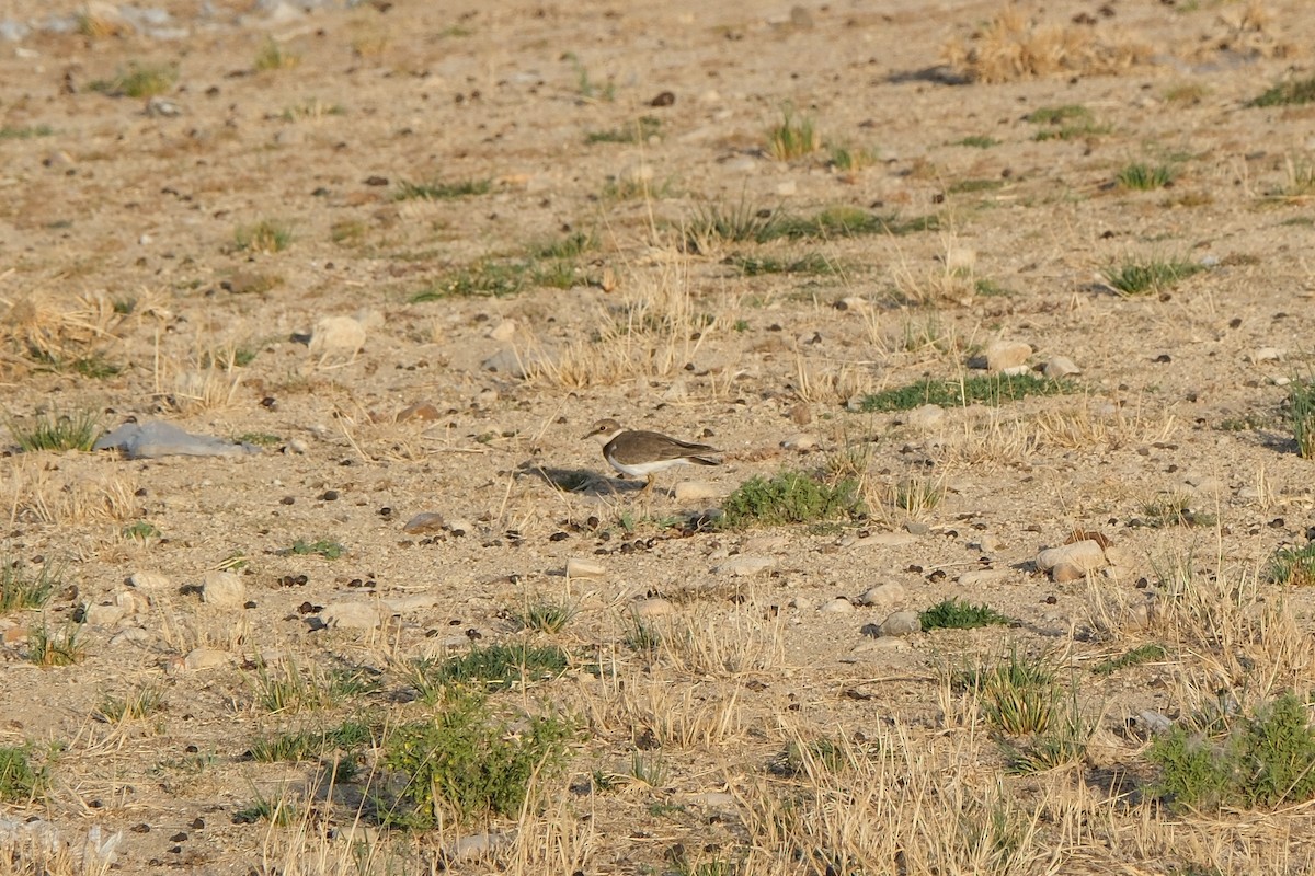 Little Ringed Plover - ML636775159