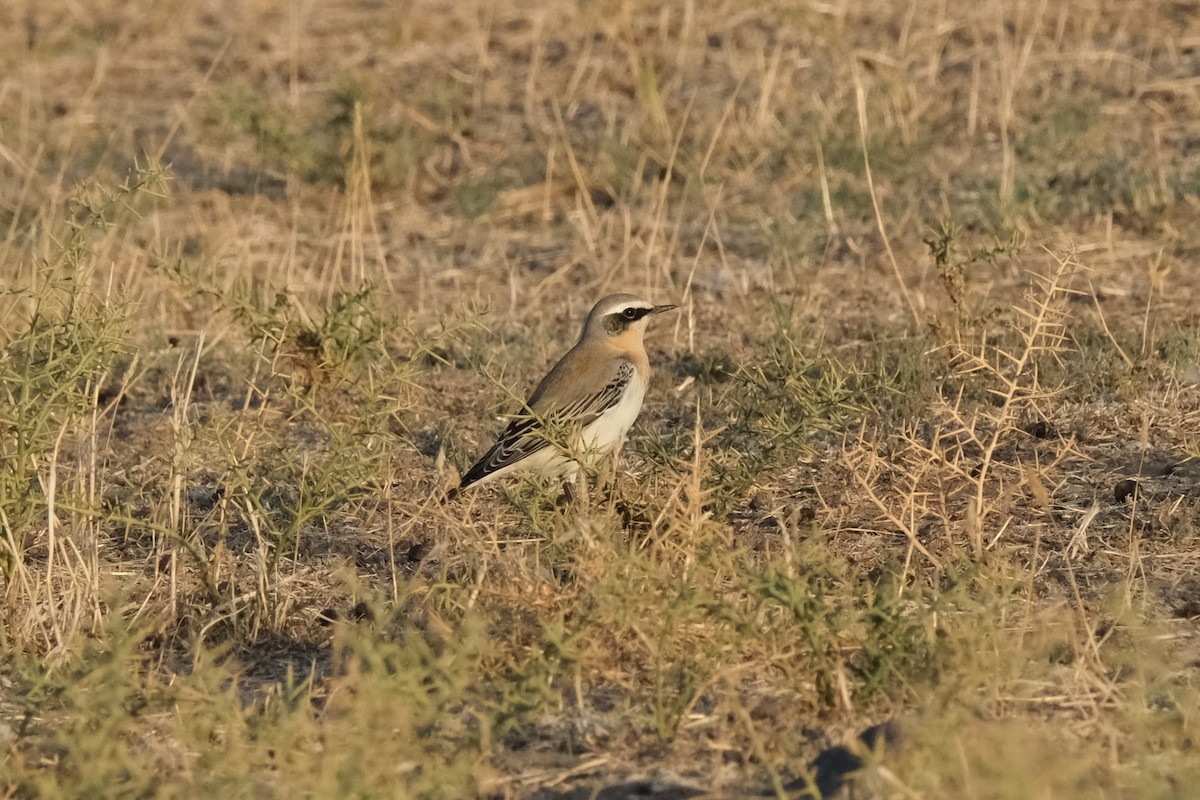 Northern Wheatear - ML636775163