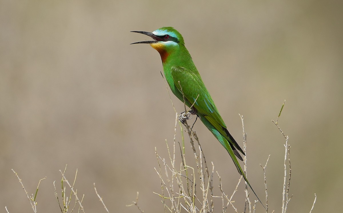 Blue-cheeked Bee-eater - ML636775187