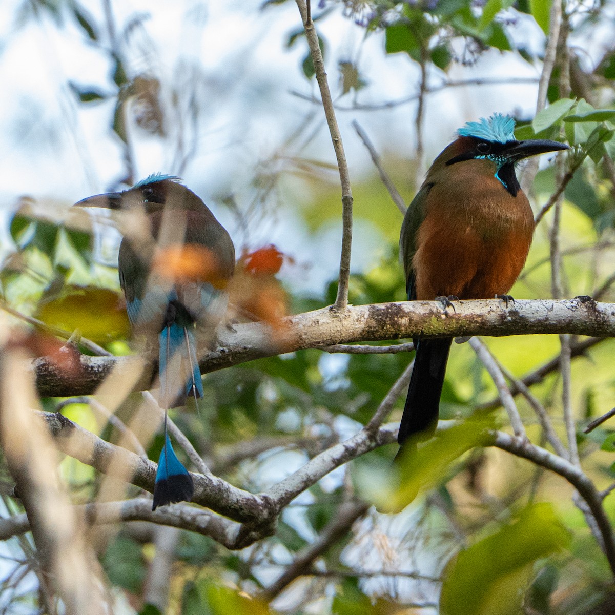 Turquoise-browed Motmot - ML636775227