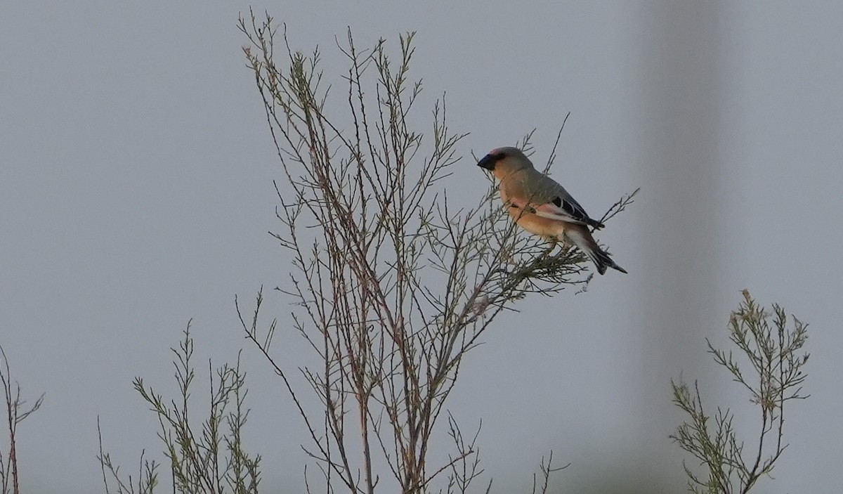 Desert Finch - ML636775261
