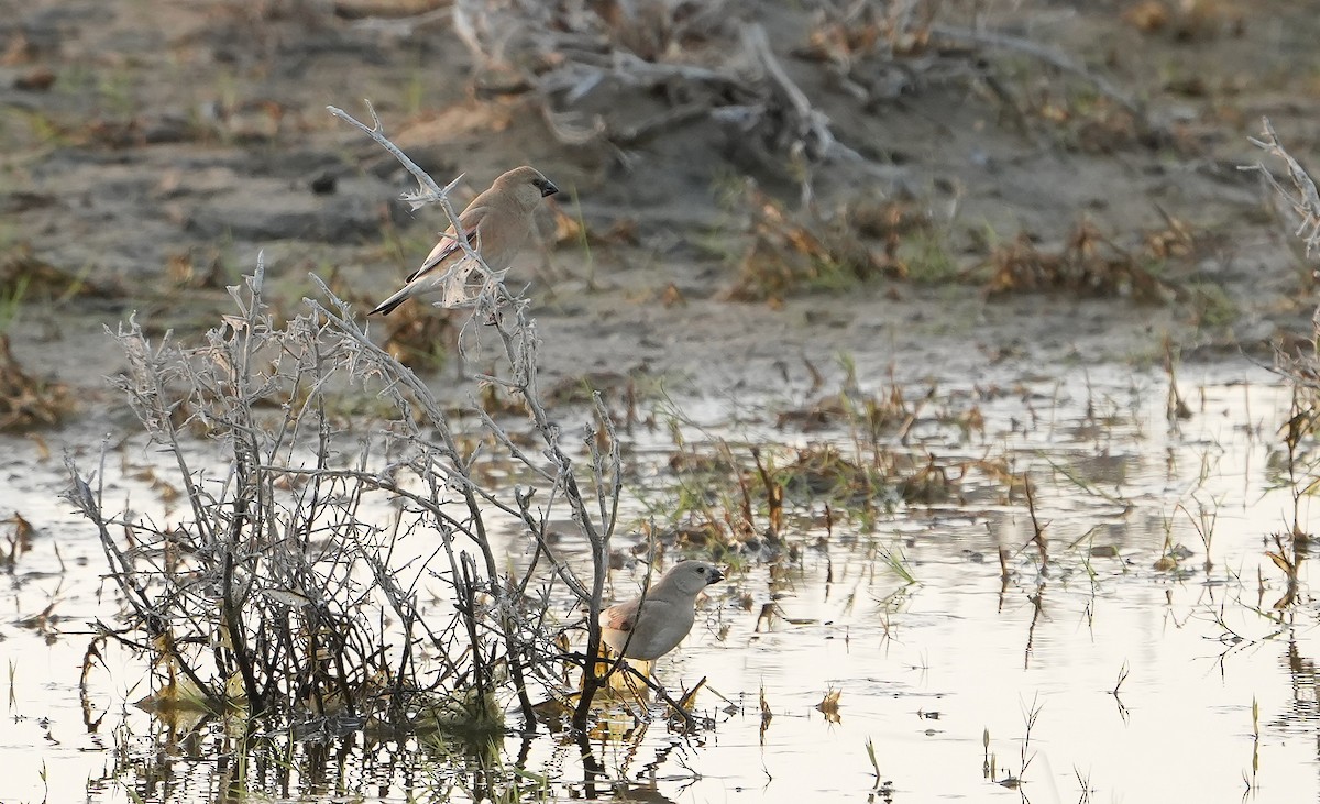 Desert Finch - ML636775262