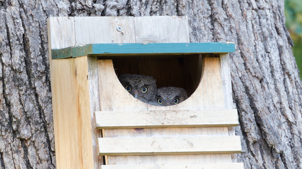 Eastern Screech-Owl - ML636775319