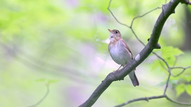 ビリーチャツグミ - ML636775412