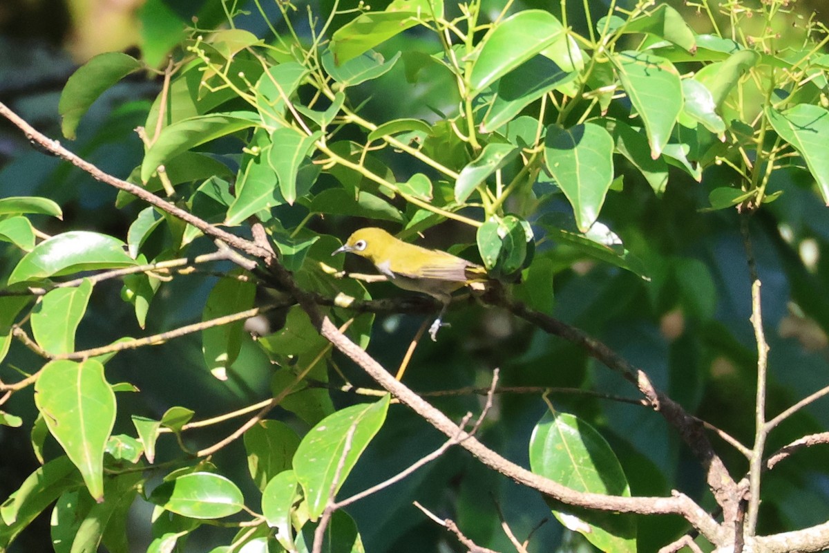 Hume's White-eye - ML636775415