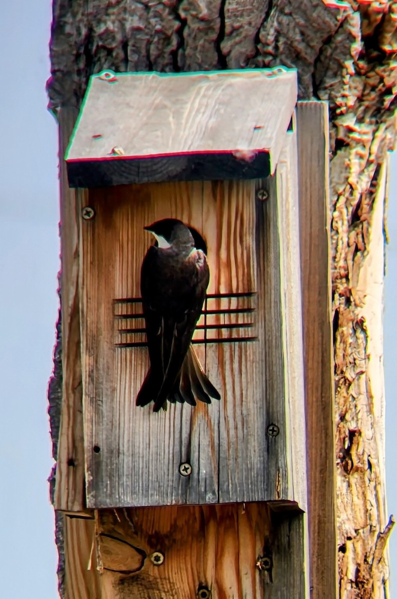 Tree Swallow - ML636775535
