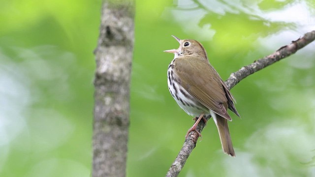 Ovenbird - ML636775539
