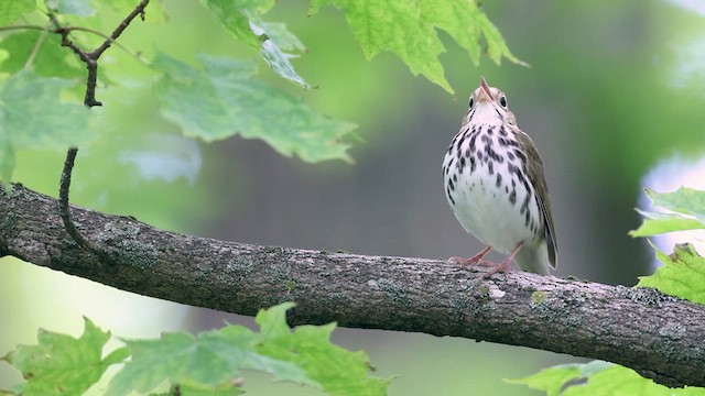 Ovenbird - ML636775544