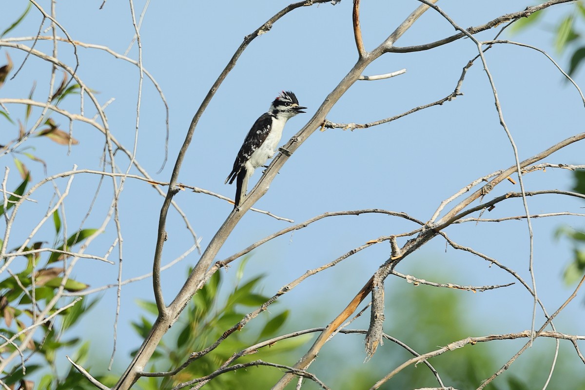 Downy Woodpecker - ML636775601