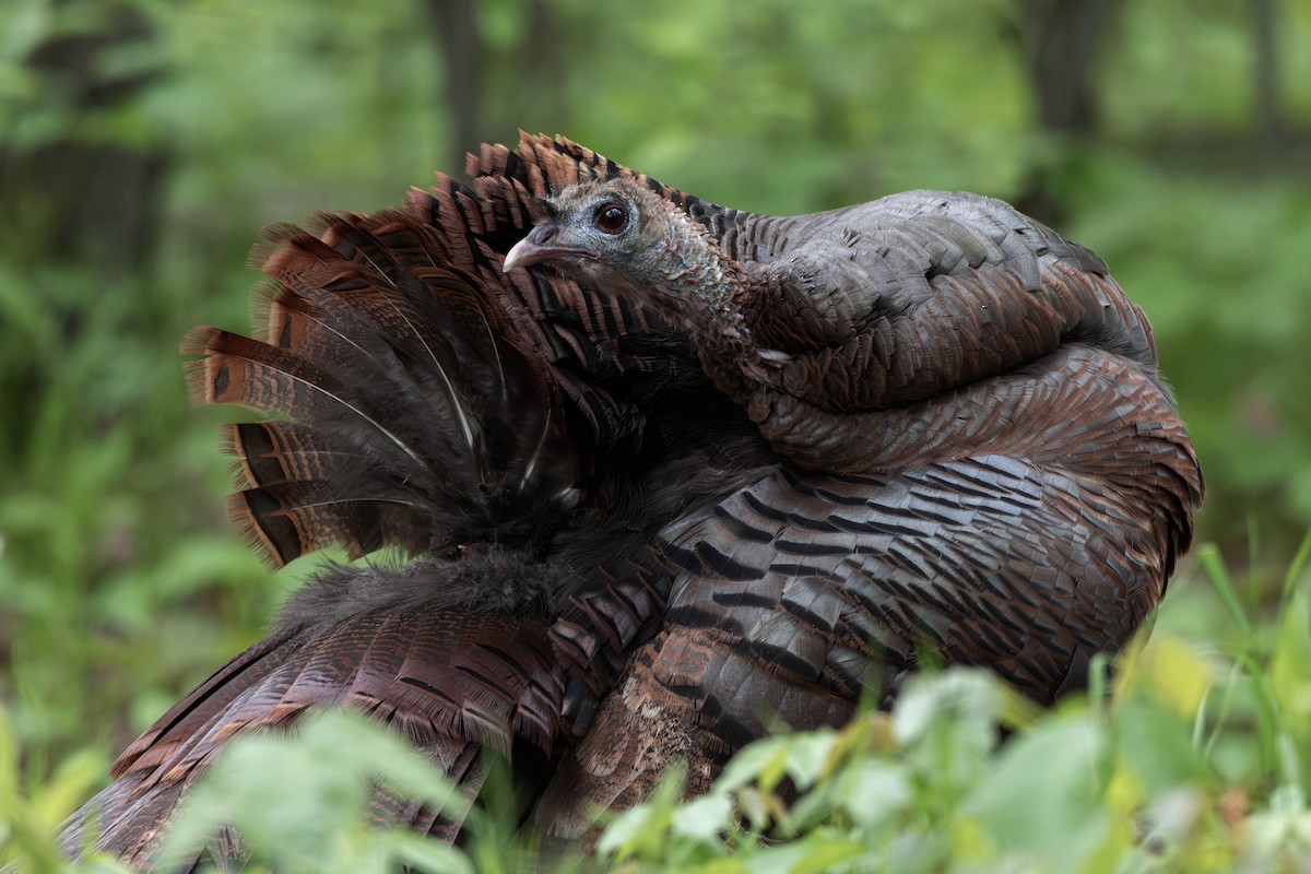 Wild Turkey - ML636775747