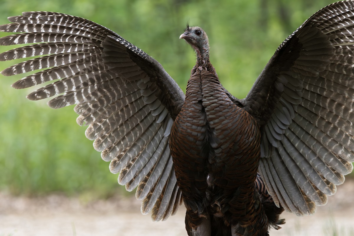 Wild Turkey - ML636775768