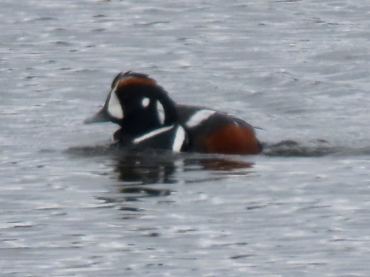 Harlequin Duck - ML636775783