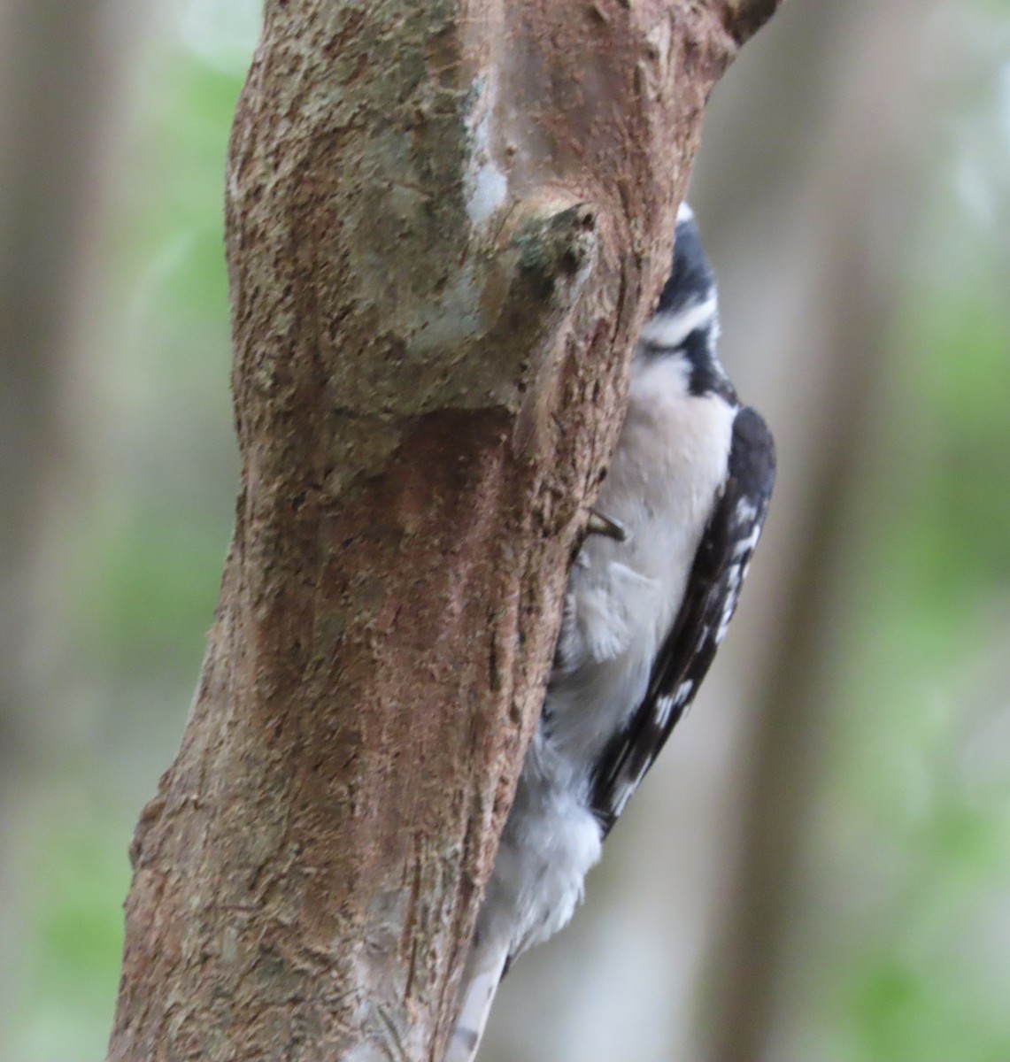 Downy Woodpecker - ML636775793