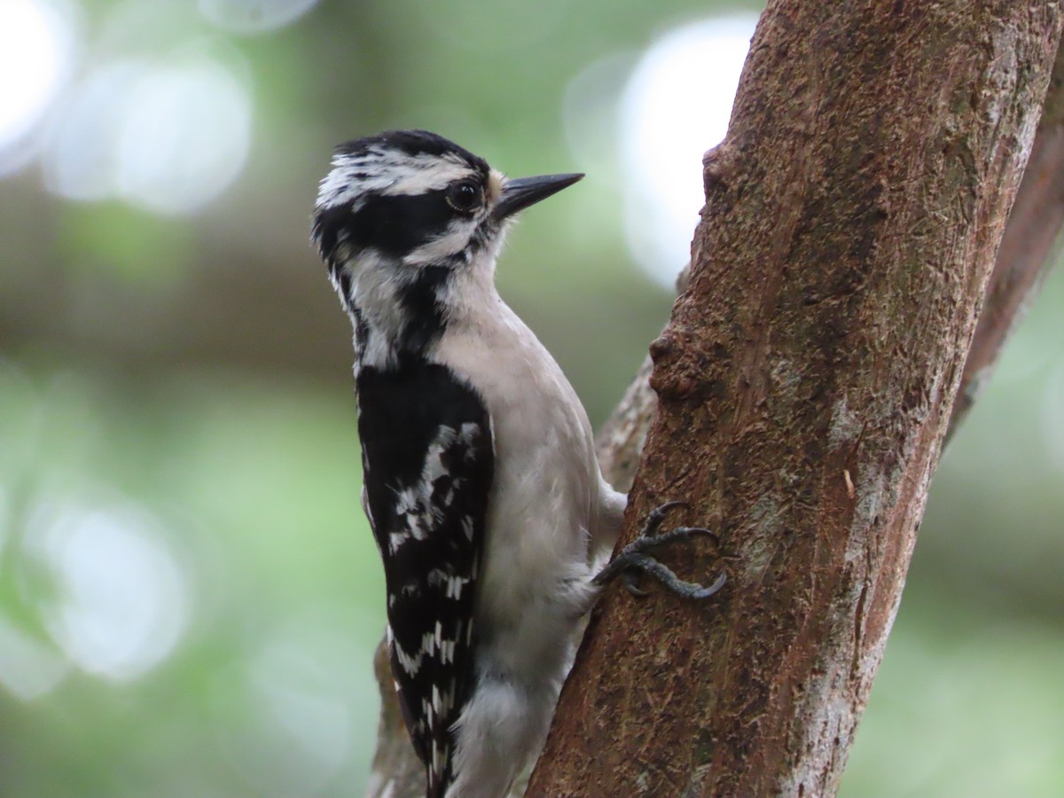 Downy Woodpecker - ML636775794