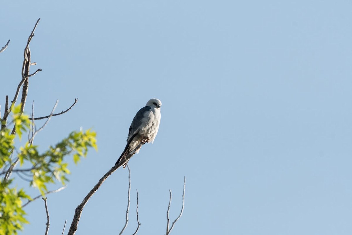 Mississippi Kite - ML636775867