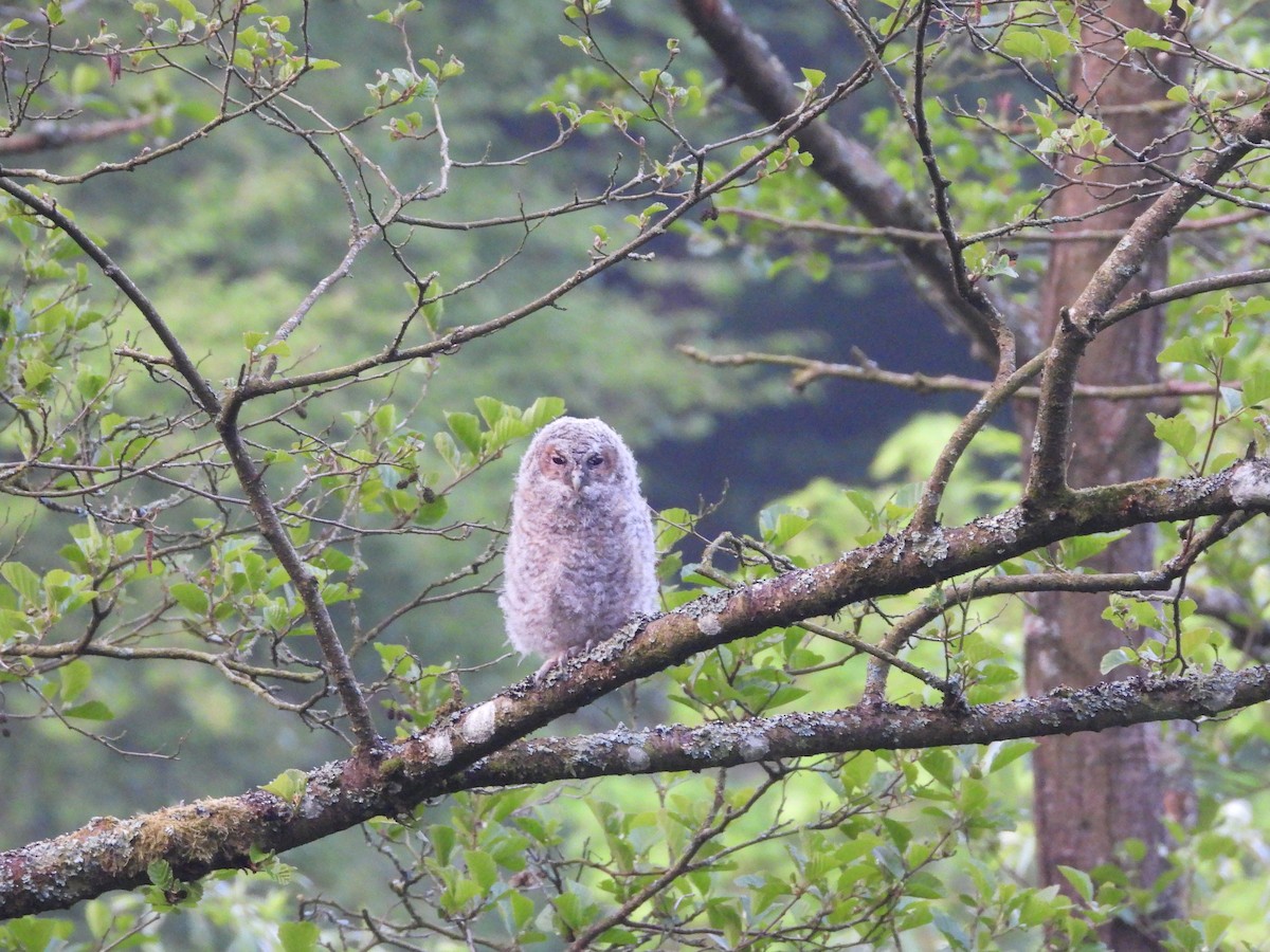 Tawny Owl - ML636775871