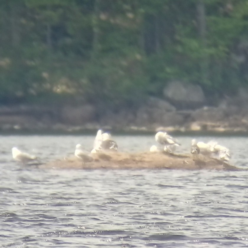 Lesser Black-backed Gull - ML636775921