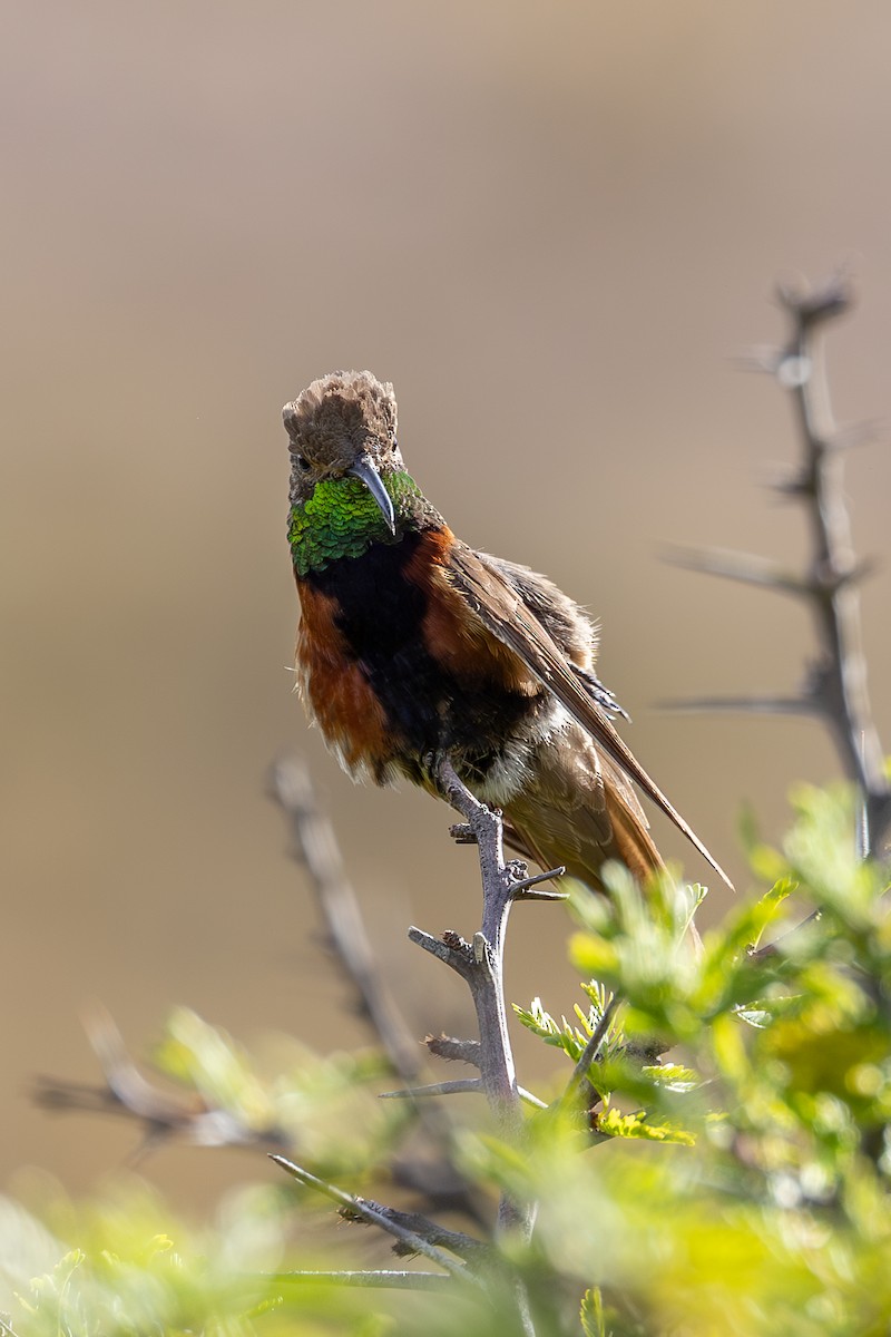Wedge-tailed Hillstar - ML636775936
