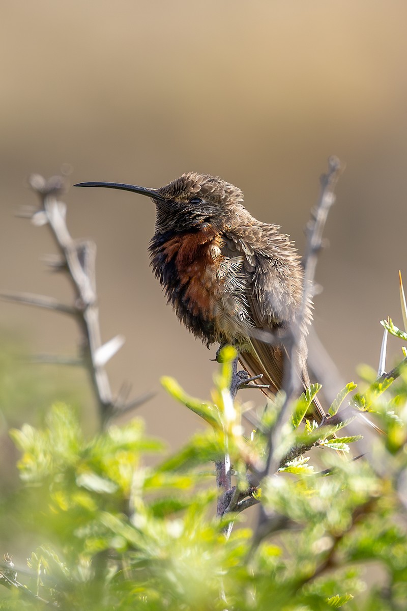 Wedge-tailed Hillstar - ML636775937
