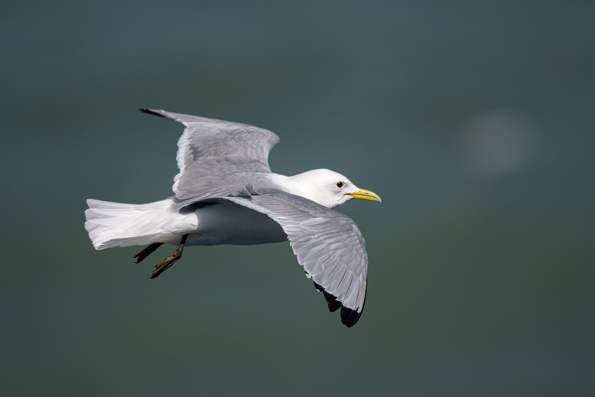 Black-legged Kittiwake - ML636775942