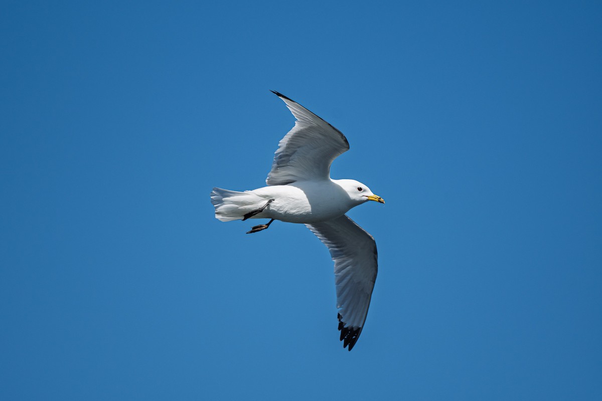 Black-legged Kittiwake - ML636775943