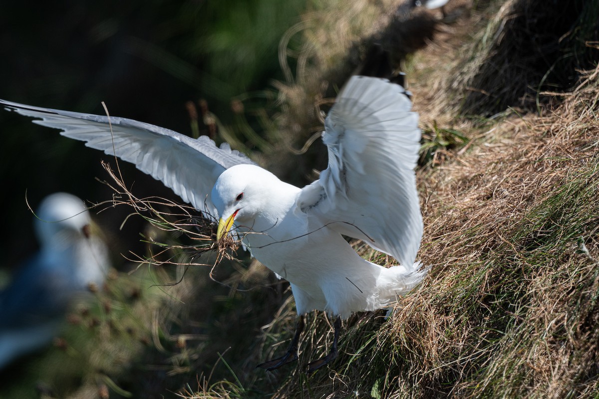 Black-legged Kittiwake - ML636775944