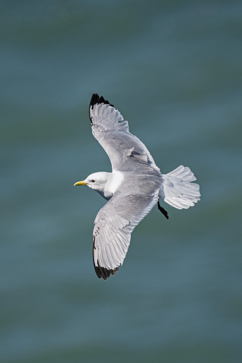 Black-legged Kittiwake - ML636775945