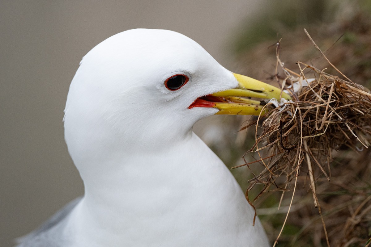 Black-legged Kittiwake - ML636775946